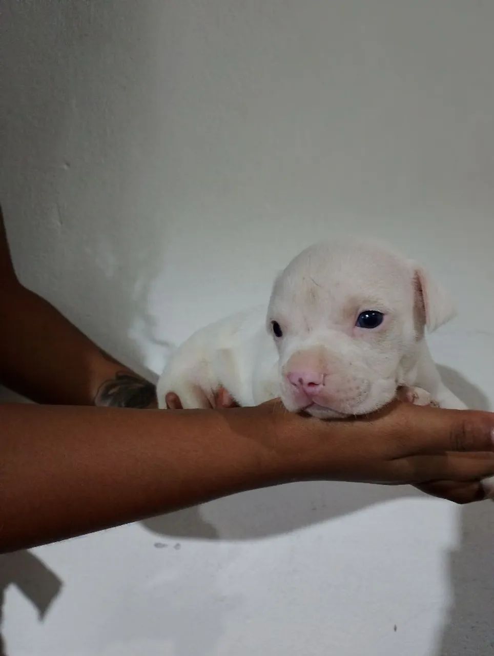 Filhotes de Pitbull  - Foto 5
