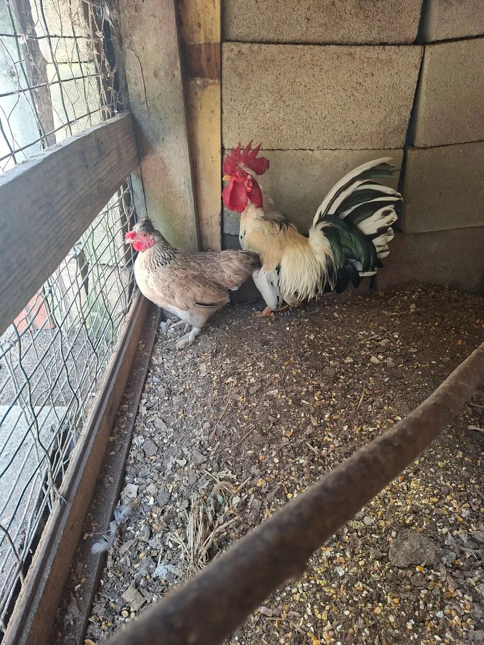 Casal de garnizés  - Foto 2