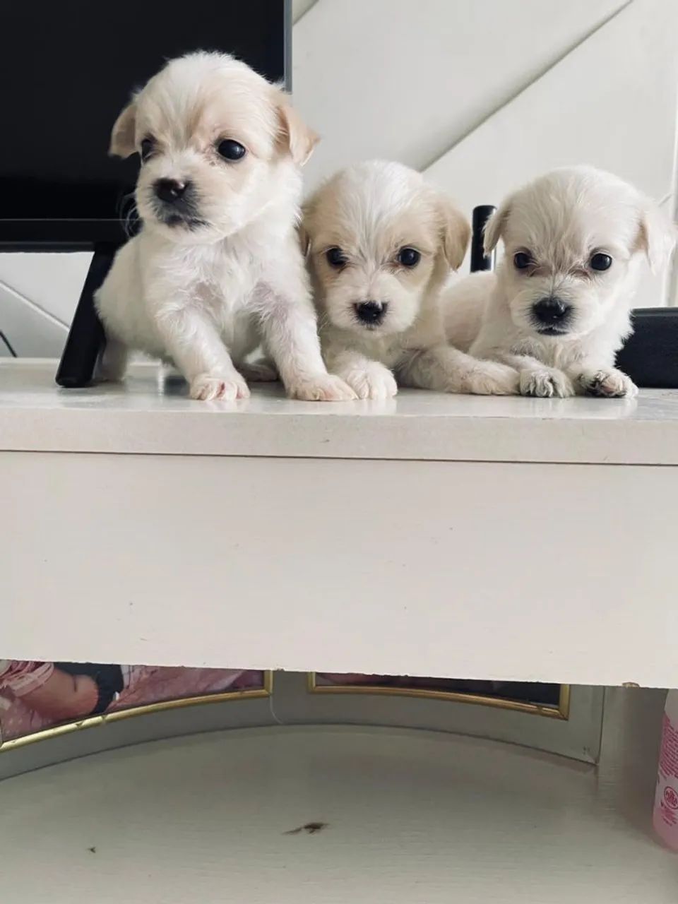 Poodle machinho  - Foto 2