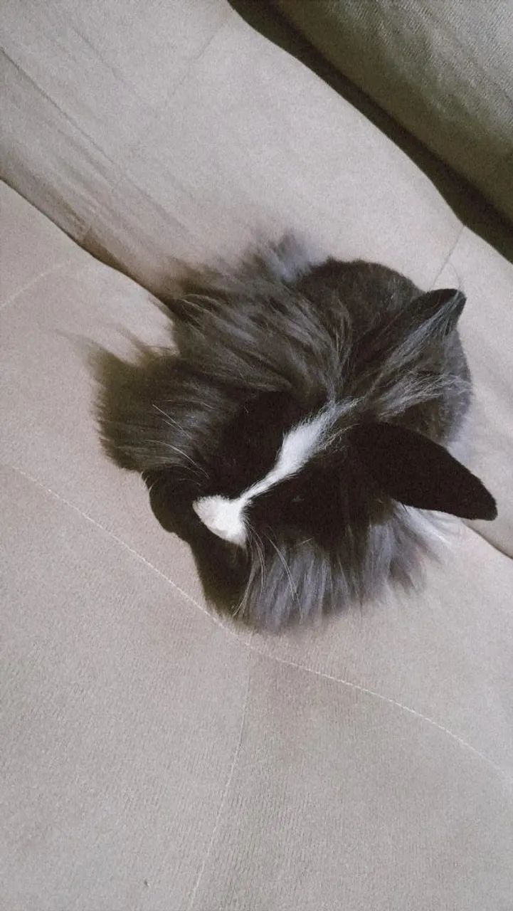 Coelho Mini Lion