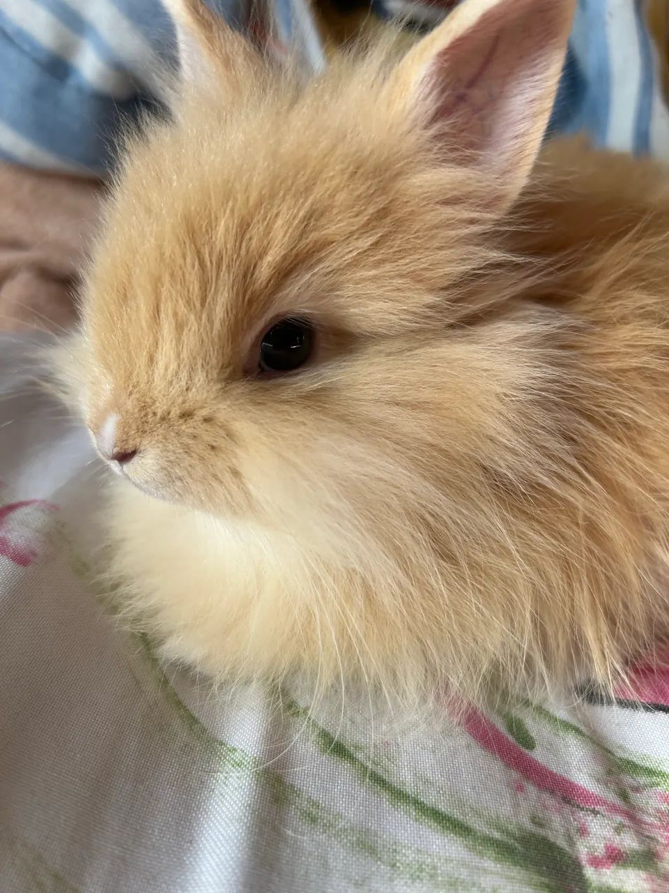 Coelha Fêmea 2 meses 