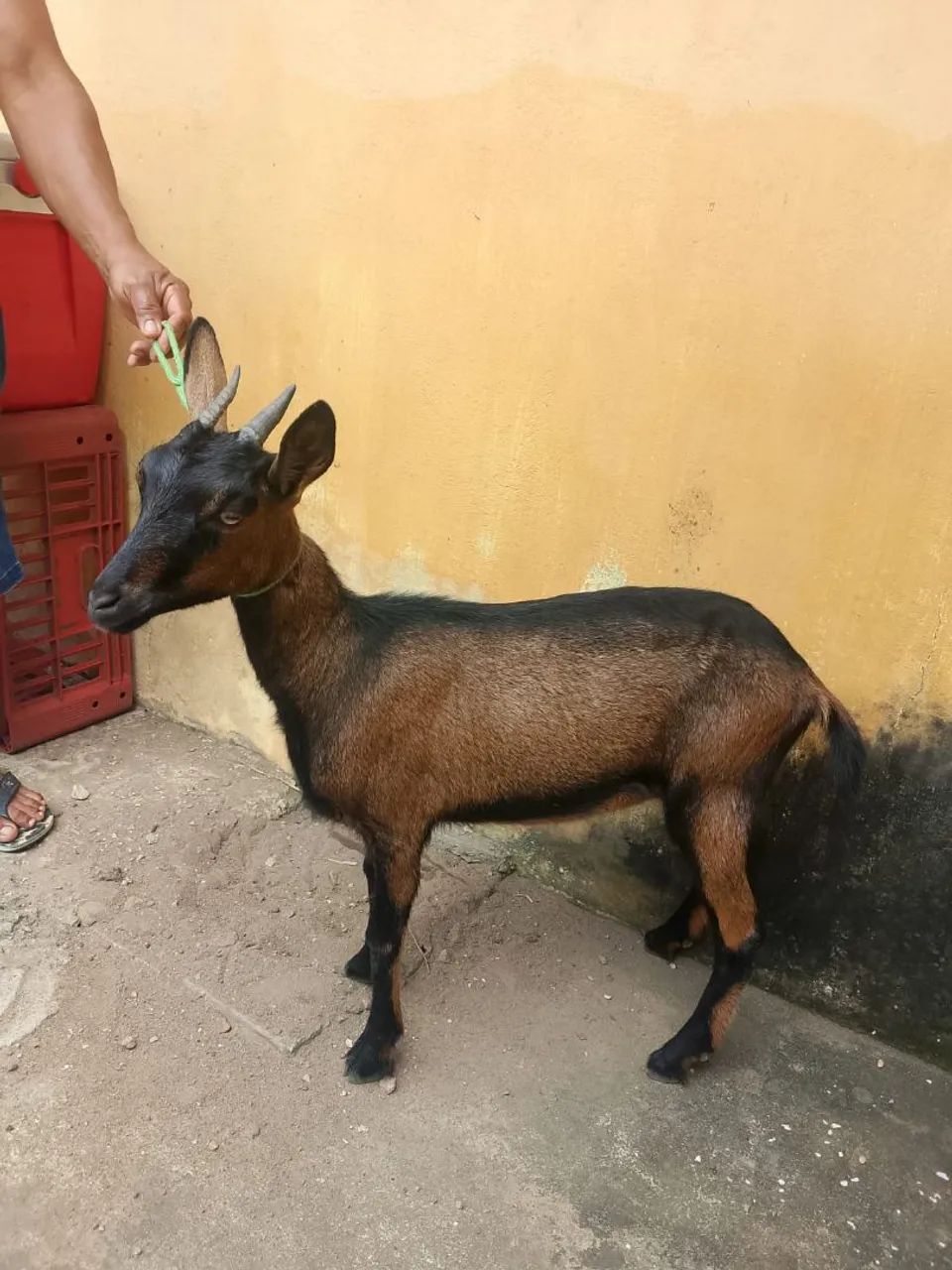 Marrã de cabra - Foto 2