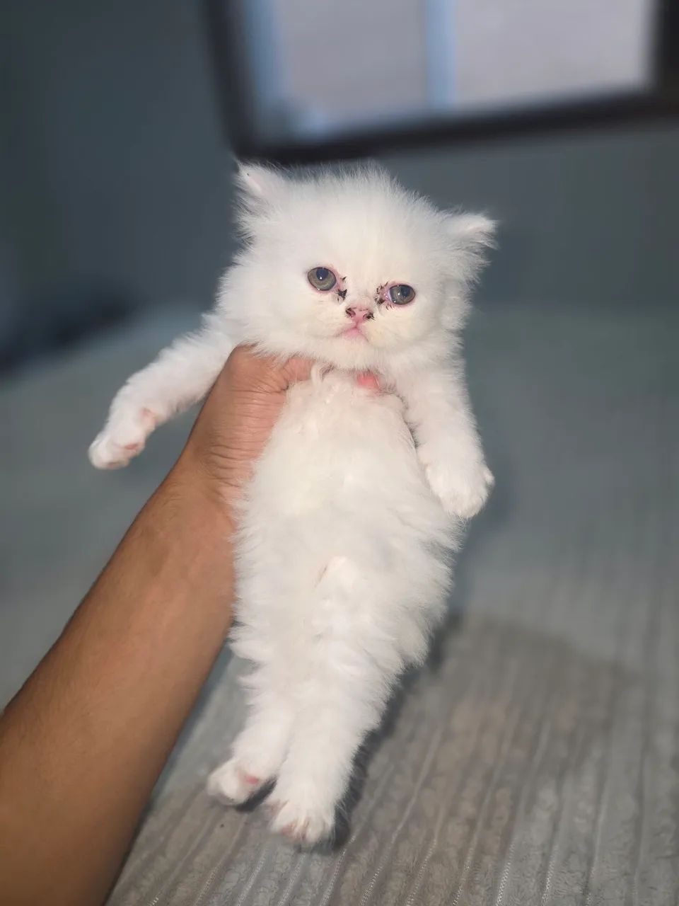 Gato persa  - Foto 3