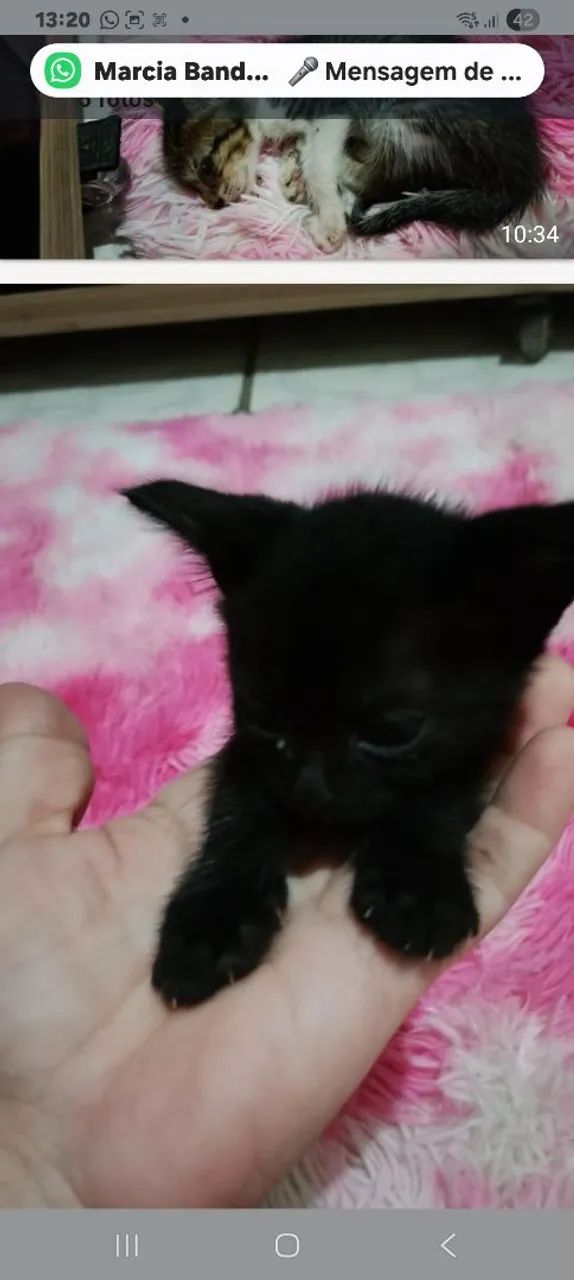  lindos gatinhos para adoção  - Foto 3