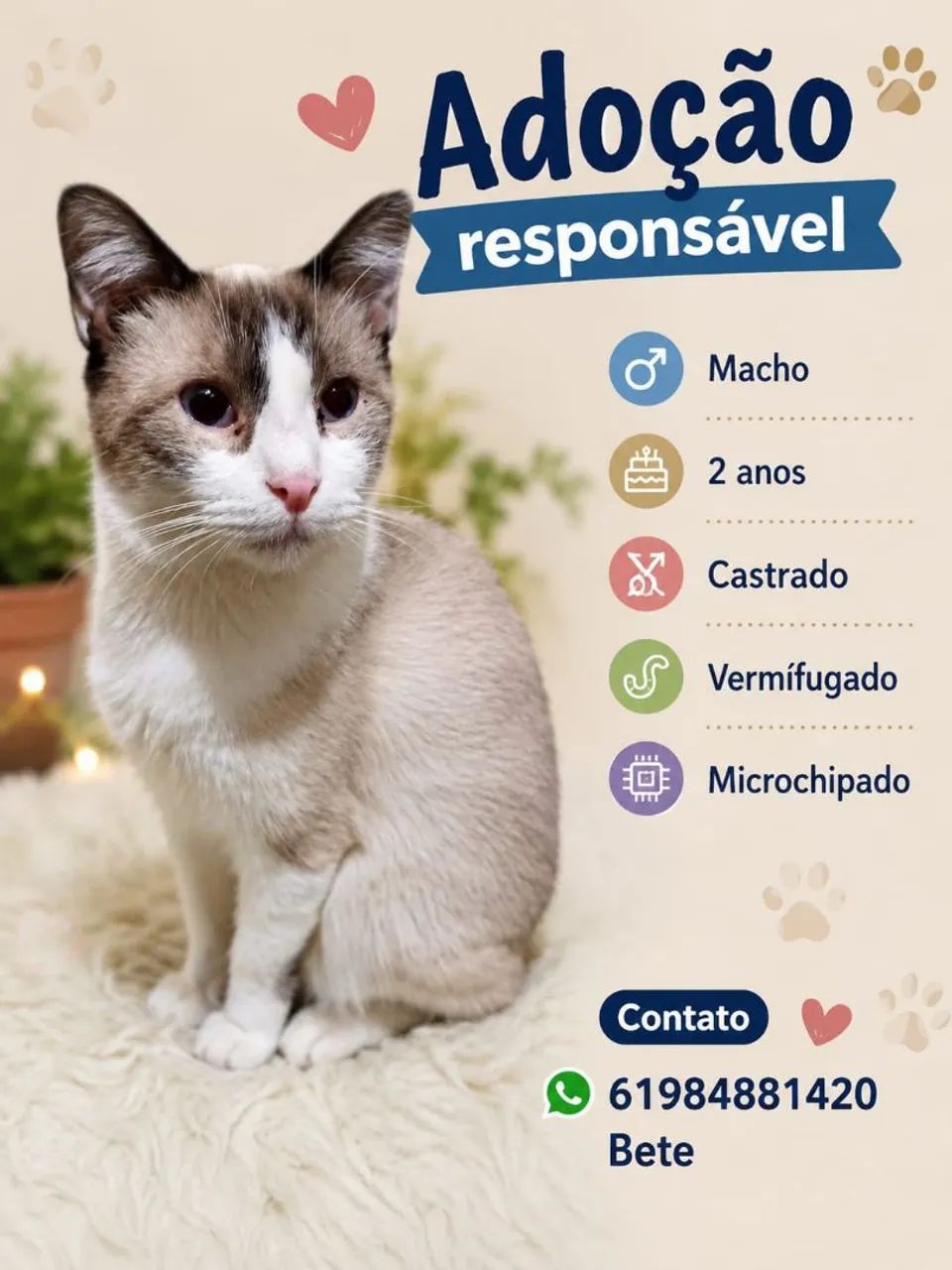 Adoção de gato