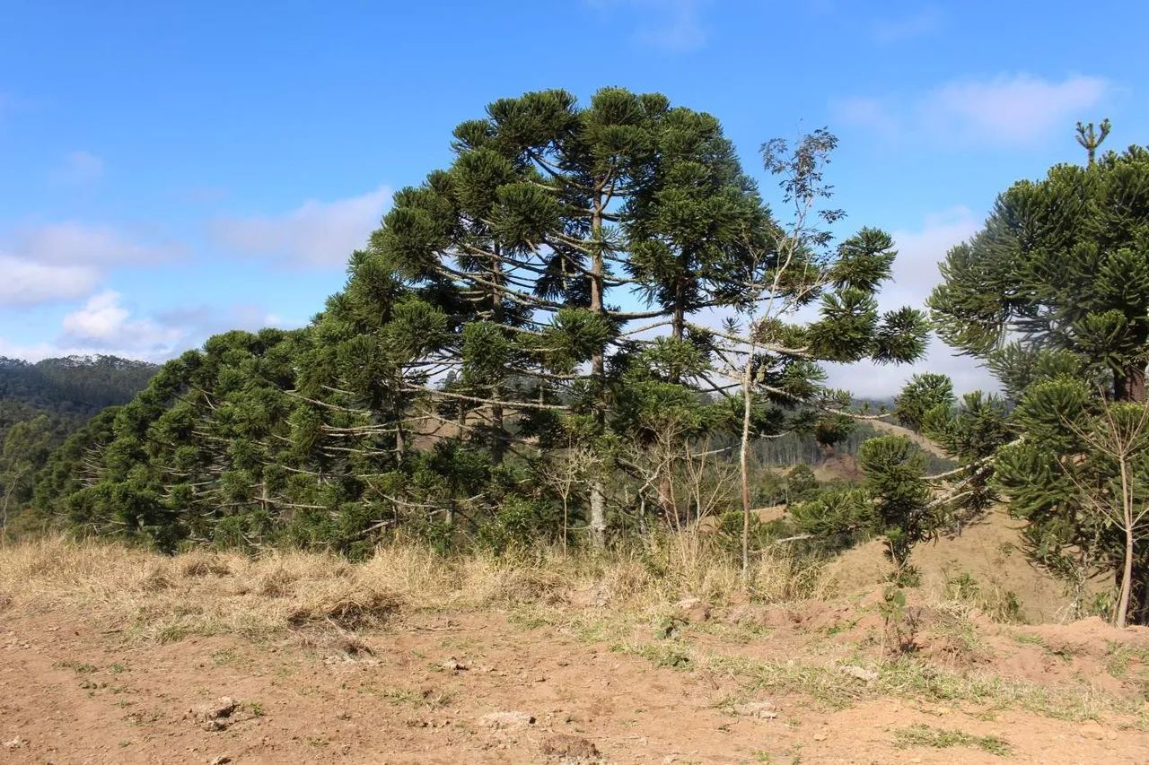 Sítio para Venda em Cunha, Paraibuna - Foto 5