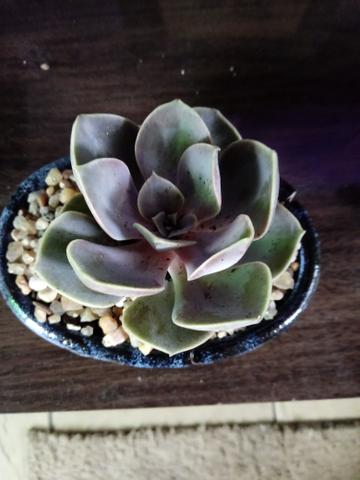 Terrario de suculenta VENDIDO
