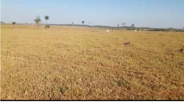 645 Hectares,40% argila,pecuária, Excelente para soja Próximo MT-220 - Foto 7