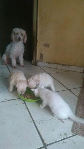 Filhotes de poodle
