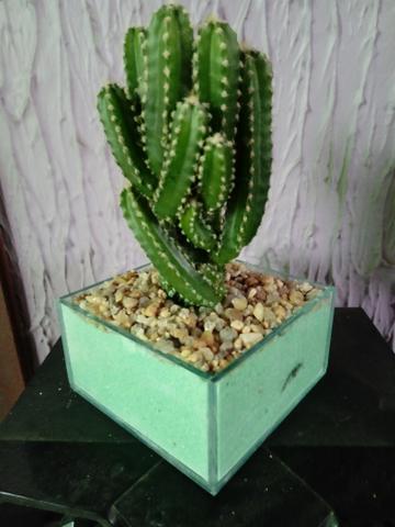 Terrario de cacto - Foto 2