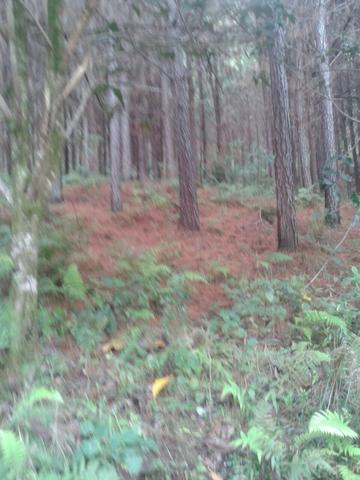 Área própria para chácara à 15 km de Gramado-RS - Foto 5