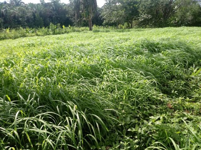 Fazenda no Mato Grosso em Rosário Oeste com 784 Hectares - Foto 15