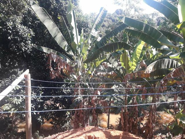 Vendo chácara na serra - Foto 10