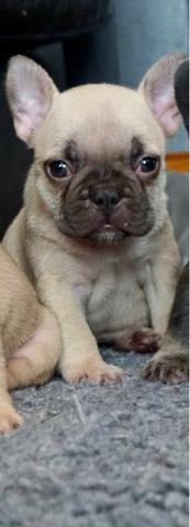 Bulldog Francês todas as cores da raça a pronta entrega - Foto 3