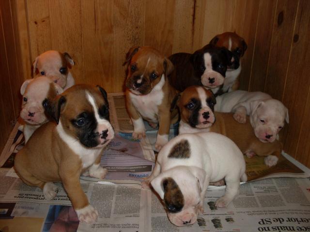 Lindos Filhotes Boxer - Foto 6