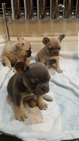 Bulldog Francês todas as cores da raça a pronta entrega - Foto 2