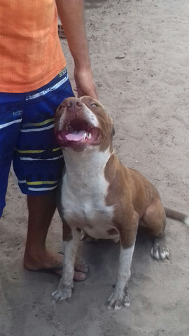 Filhotes de pitbull pra troca em smart e celulares - Foto 5