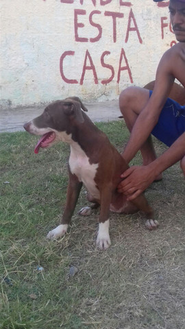 Filhotes de pitbull pra troca em smart e celulares - Foto 3