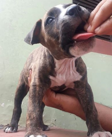 Filhote de Pitbull - Foto 4
