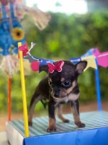 Pinscher fêmea minúscula Pequenina 1.990