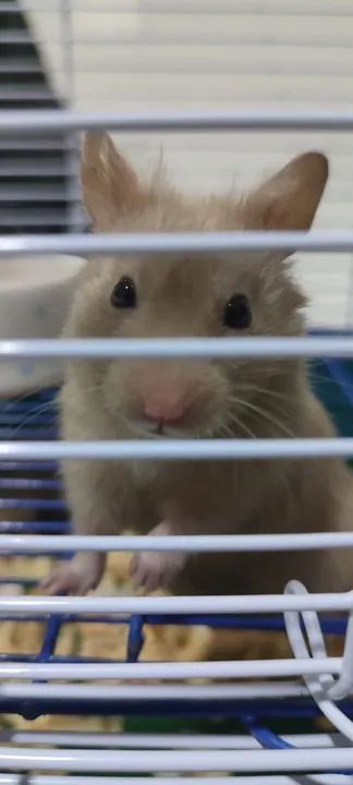 Hamster fofinho com kit completo