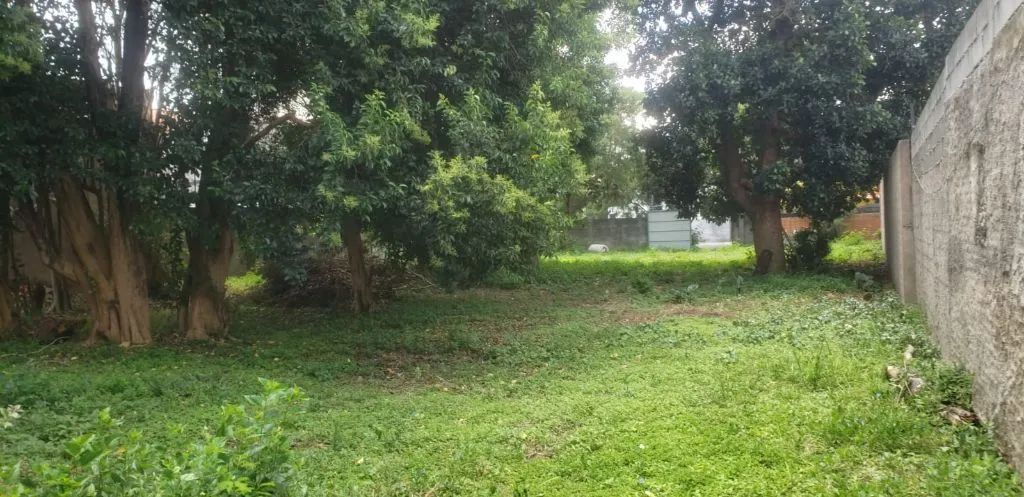 Terreno plano com 1000 metros em Presidente Altino - Foto 5