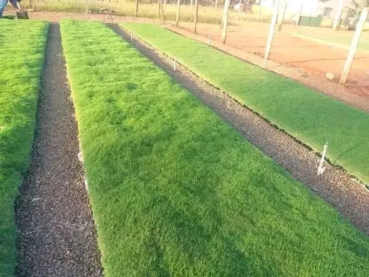 Gramas de todas as Qualidade. Vendemos e Plantamos.. - Foto 3