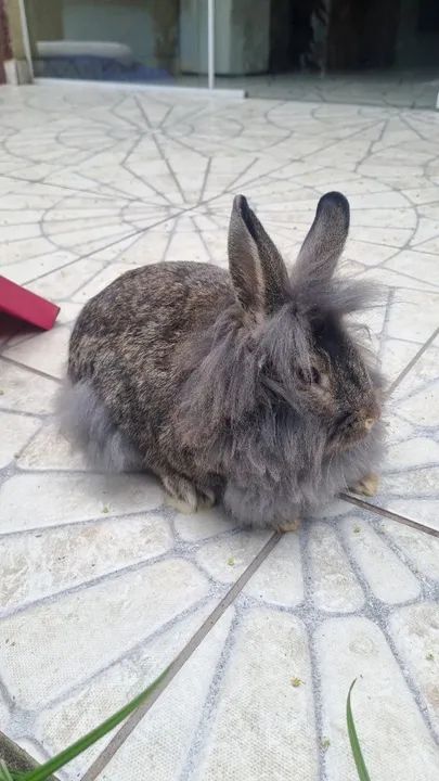 Coelhos Mini lion - Foto 4