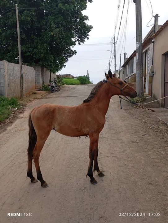 Potro Mangalarga Marchador - Foto 3