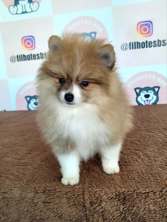 Spitz Alemão de Prestígio - Filhotes Disponíveis - Foto 4