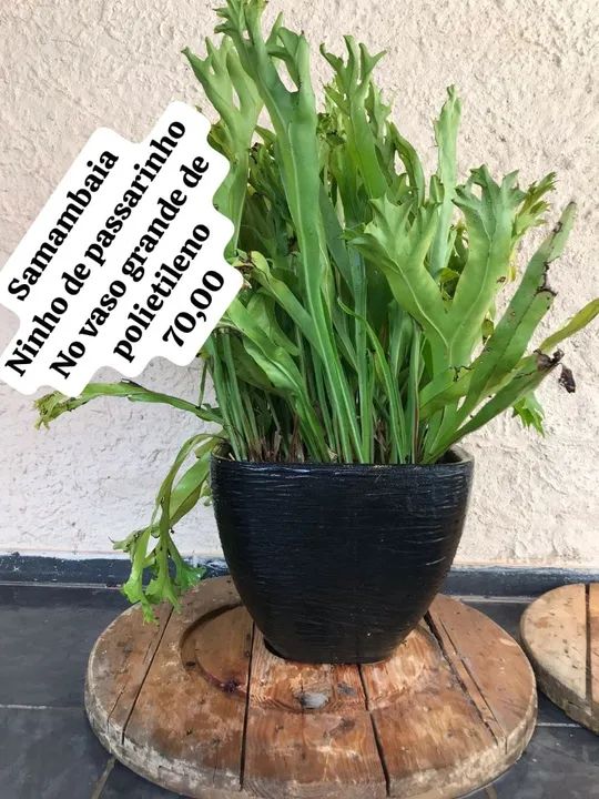 Samambaia Ninho de passarinho