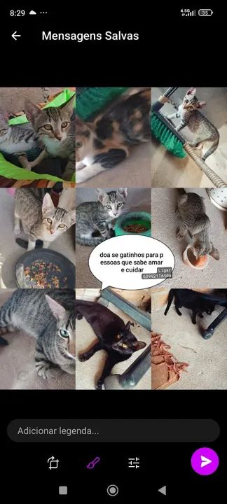 Gatinhos para adoção responsável