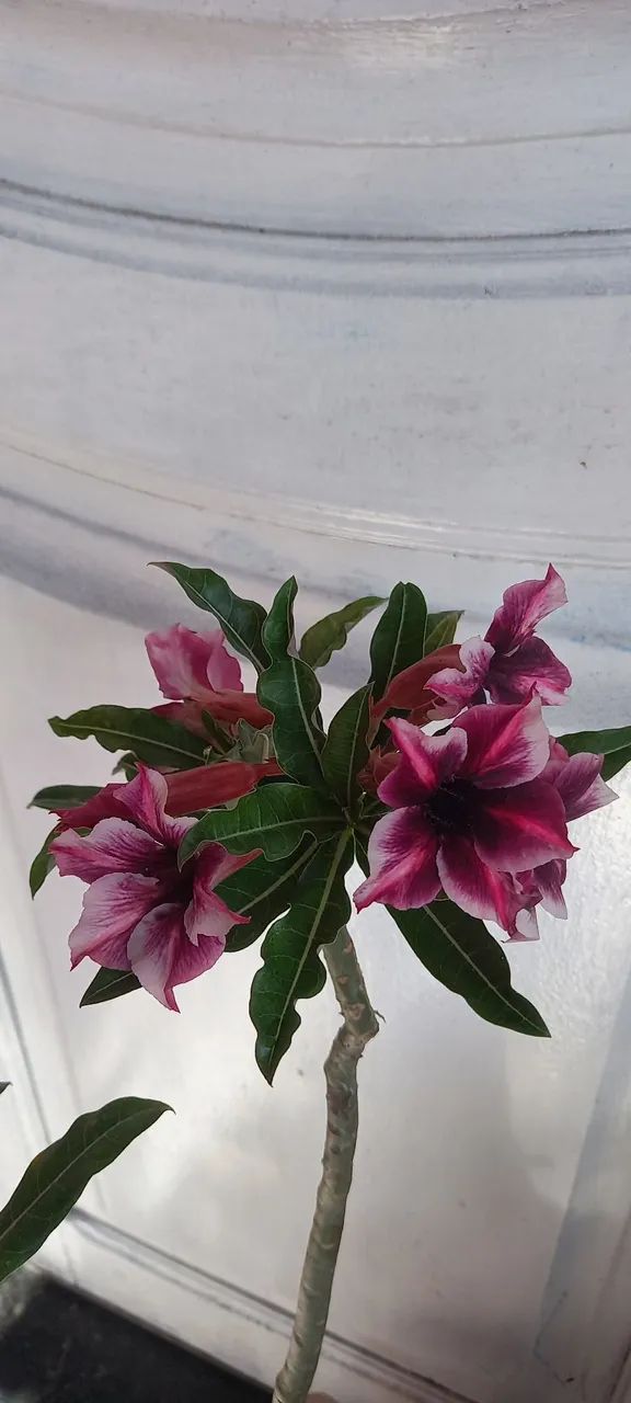 Rosa d d buque e perfumada(d galho)30 cm - Foto 6