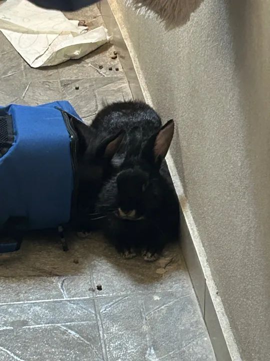 Doação 2 coelhinhos pretos