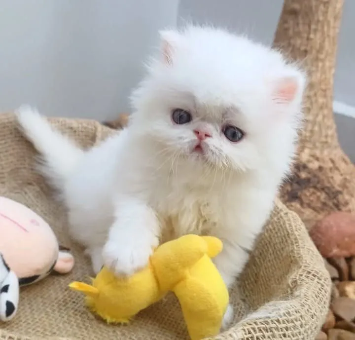 Gatos persas