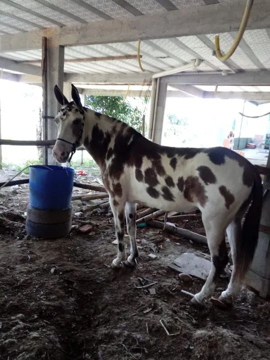 Burro para exigente  - Foto 2