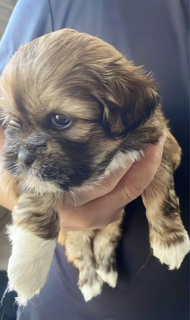 Filhote Shih Tzu macho