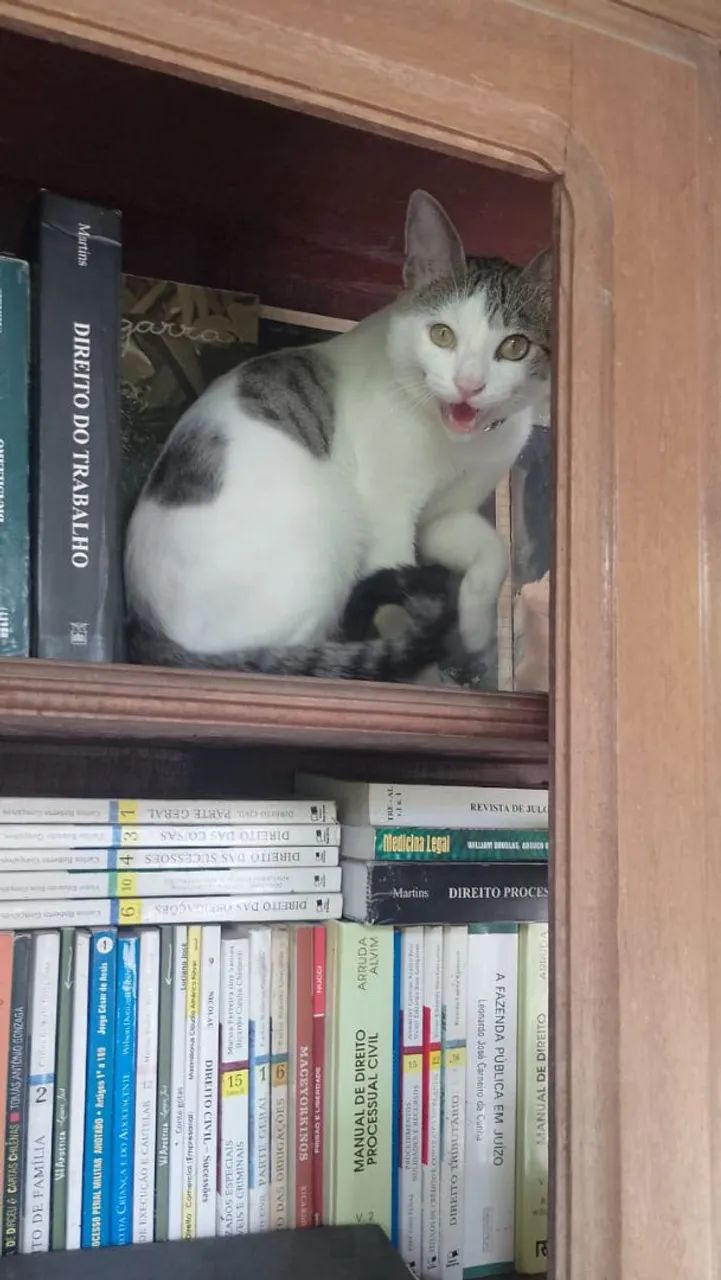 Gatos fofinhos para doar. - Foto 3