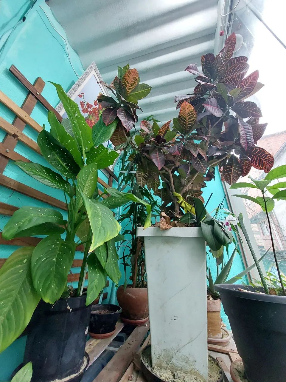 Planta Crotón com vaso  - Foto 3