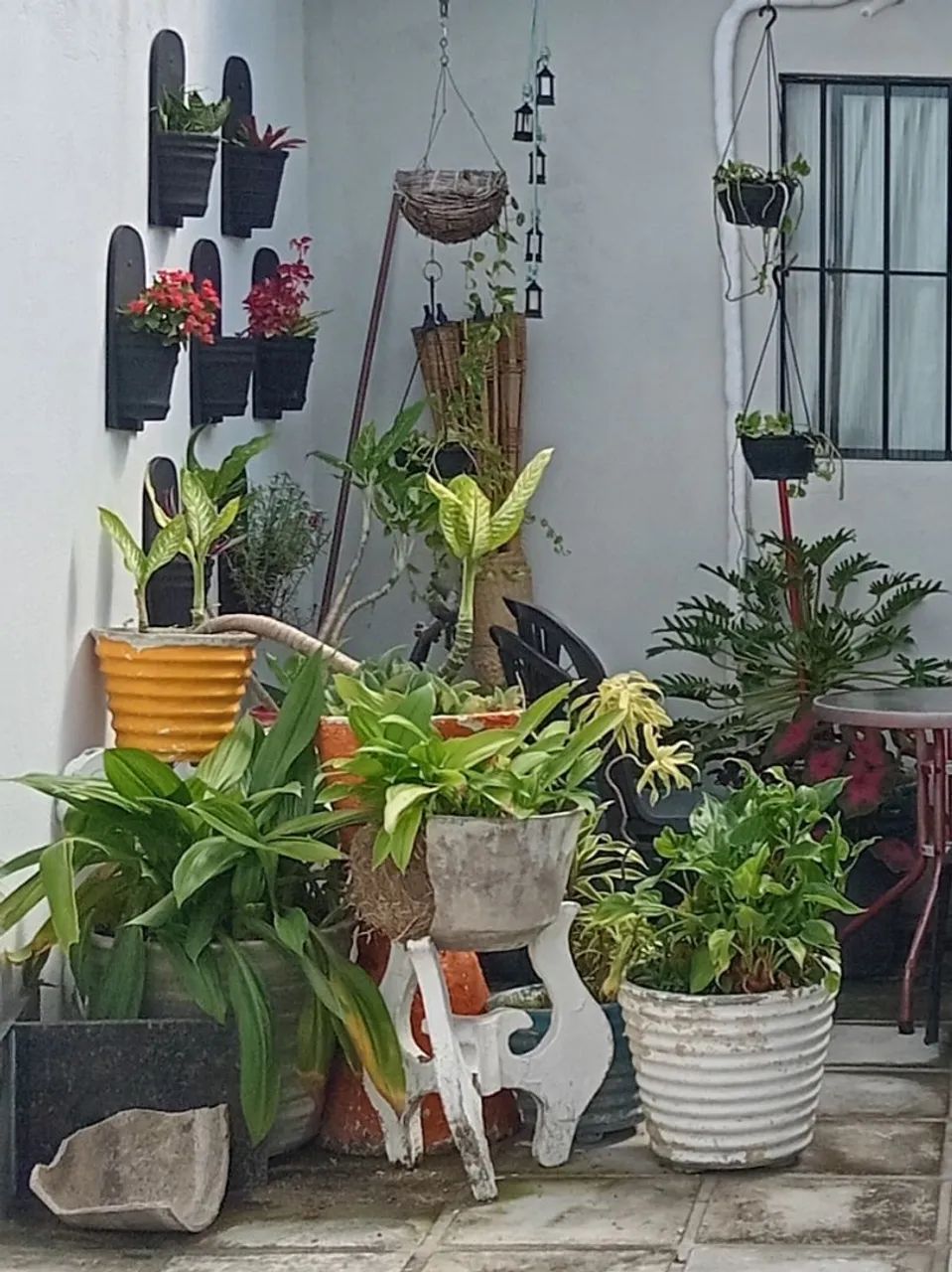 Plantas diversas  - Foto 4