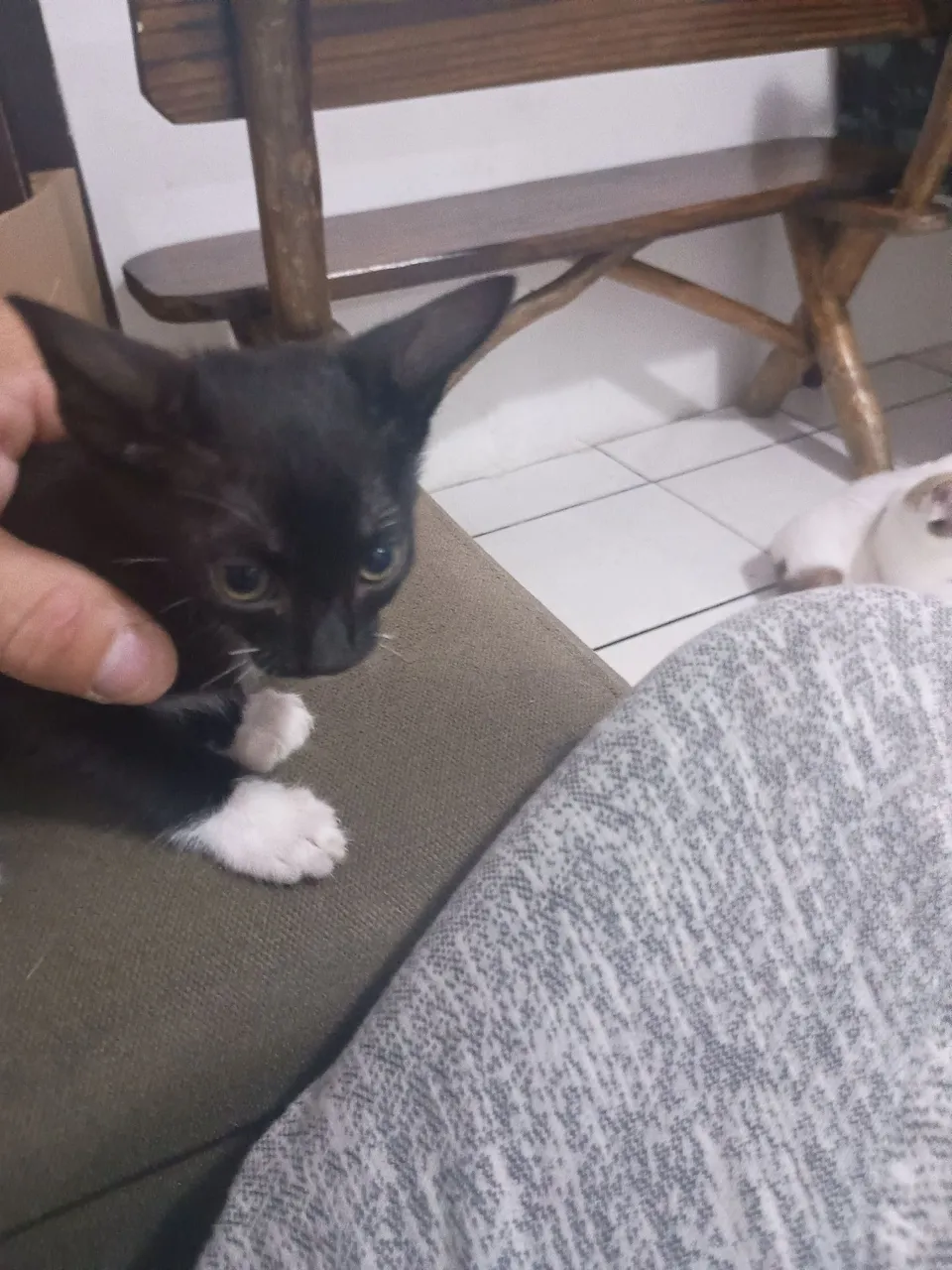 Gatinho preto com patinhas brancas doa se