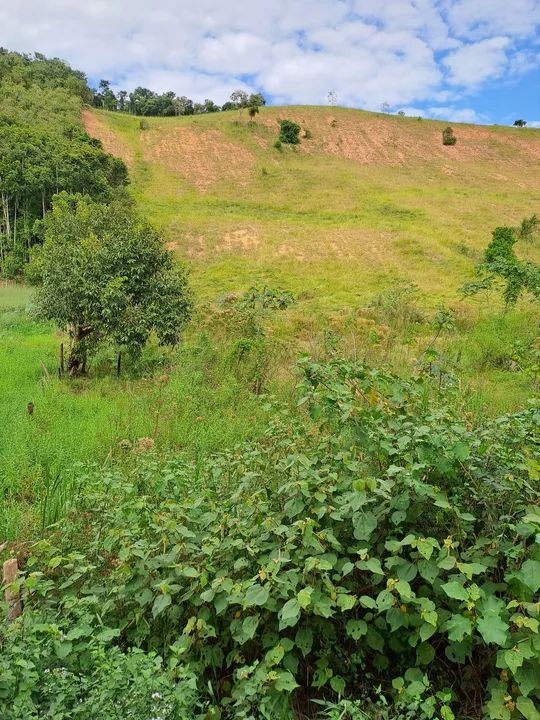 Terreno 6 alqueires e meio  - Foto 5