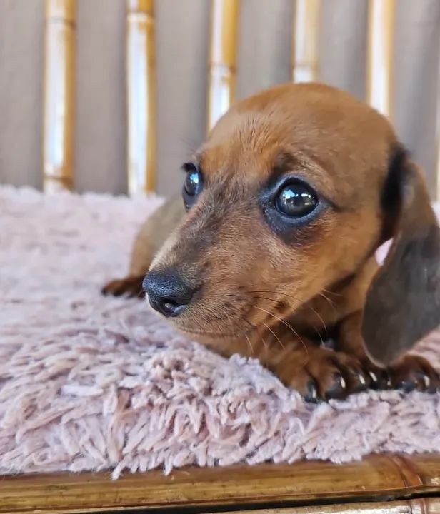 Filhote de Basset fêmea 