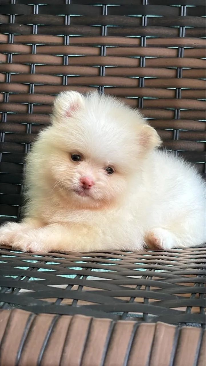 Filhote de Spitz Alemão - focinho bem curto   - Foto 2