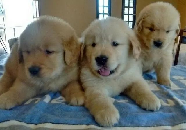 Golden Retriever-3 filhotes disponíveis-Para adquirir seu pet, nos contate-11 960.16.49.76