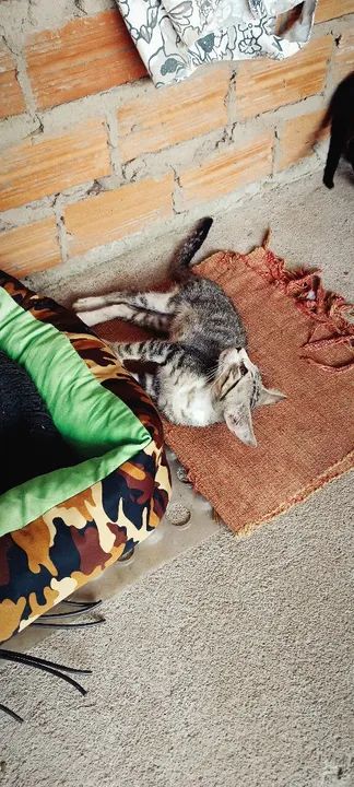 Gatinhos para adoção responsável - Foto 3
