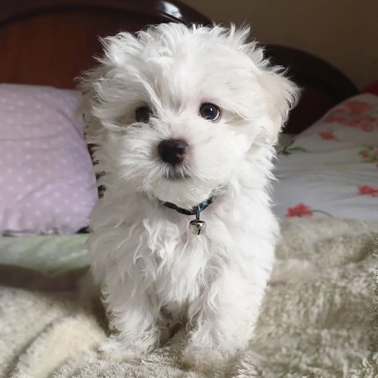 Filhote Maltês - Vips dog