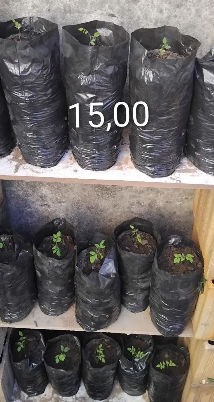 Mudas de limão biri biri 