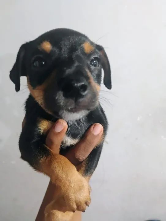 Filhote de cachorro - Lindíssimo