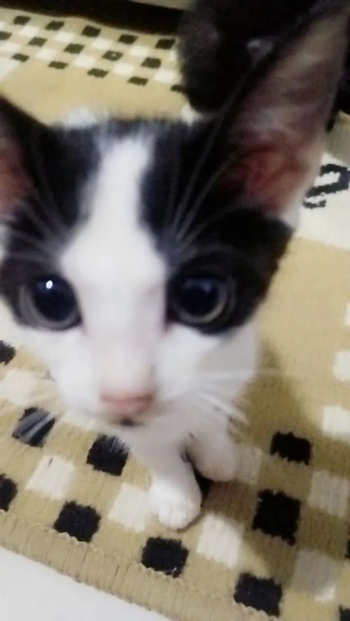 Gatinho filhote branco e preto - Foto 2